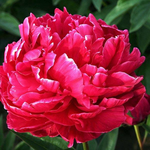 Пион Karl Rosenfield (Карл Розенфилд) Пион Karl Rosenfield (Карл Розенфилд)