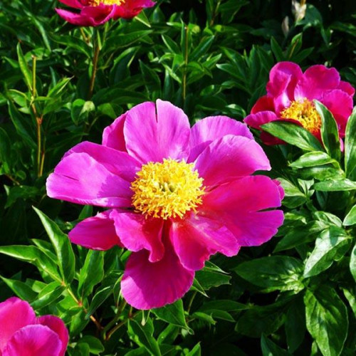 Пион Adrienne (Андриен) Пион Adrienne (Андриен)