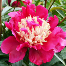 Пион Tom Cat (Том Кэт)