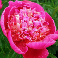 Пион Tom Cat (Том Кэт)