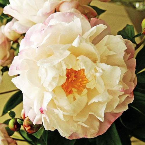 Пион Gardenia (Гардения) Пион Gardenia (Гардения)