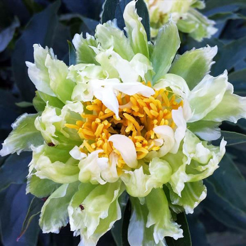 Пион Green Halo (Грин Хало) Пион Green Halo (Грин Хало)