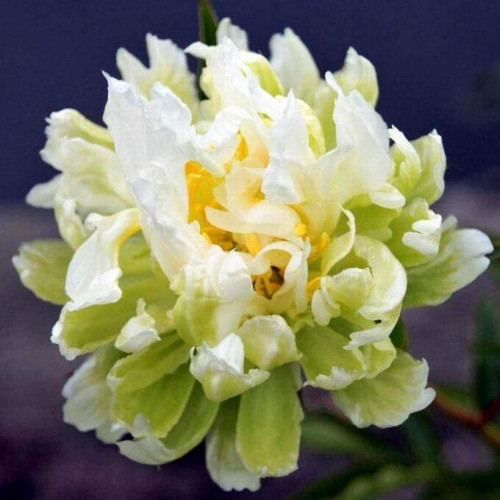 Пион Green Halo (Грин Хало) Пион Green Halo (Грин Хало)