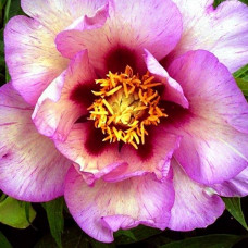 Пион Vision of Sugar Plums (Визион оф Шугар Пламс)