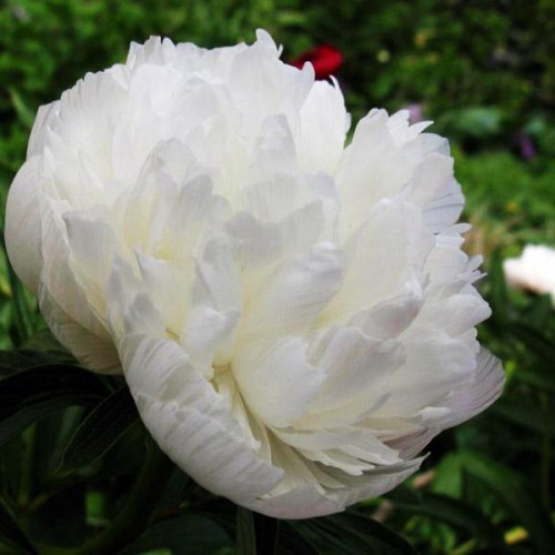 Пион Alba Plena (Альба Плена) Пион Alba Plena (Альба Плена)