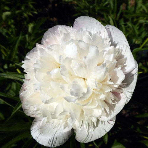 Пион Alba Plena (Альба Плена) Пион Alba Plena (Альба Плена)