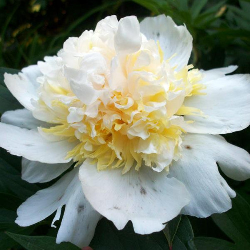 Пион Bridal Icing (Брайдл Айсинг) Пион Bridal Icing (Брайдл Айсинг)