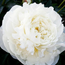 Пион Dr.F.G. Brethour (Доктор Эф Джи Бретур)