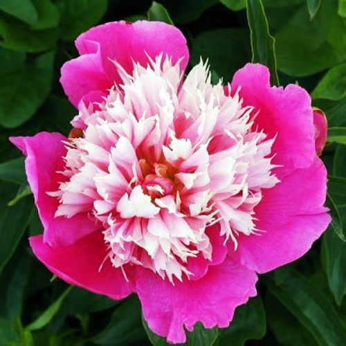 Пион Fantastic (Фантастик) Пион Fantastic (Фантастик)