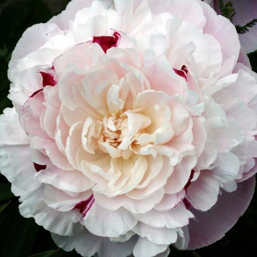 Пион Nick Shaylor (Ник Шейлор) Пион Nick Shaylor (Ник Шейлор)