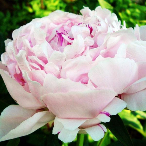 Пион Nick Shaylor (Ник Шейлор) Пион Nick Shaylor (Ник Шейлор)