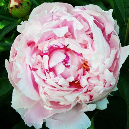 Пион Nick Shaylor (Ник Шейлор) Пион Nick Shaylor (Ник Шейлор)