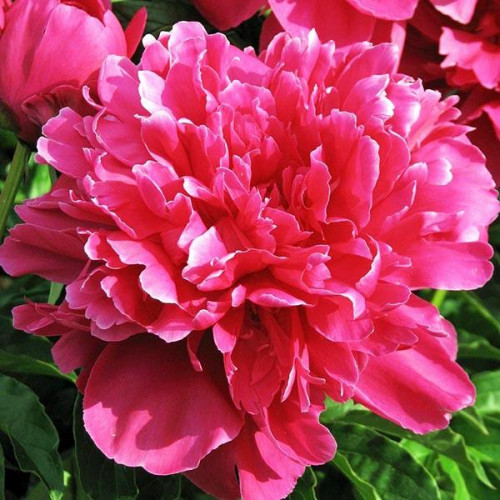 Пион Victoire de la Marne (Виктуар де ля Марн) Пион Victoire de la Marne (Виктуар де ля Марн)