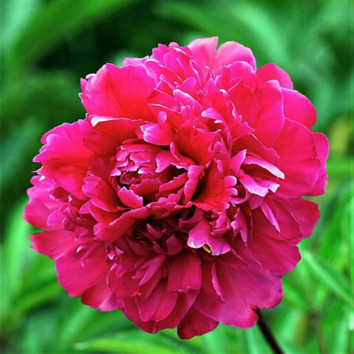 Пион Victoire de la Marne (Виктуар де ля Марн) Пион Victoire de la Marne (Виктуар де ля Марн)