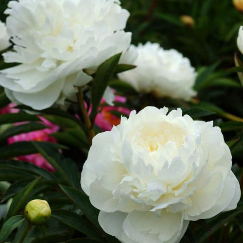 Пион White Angel (Уайт Энджел) Пион White Angel (Уайт Энджел)