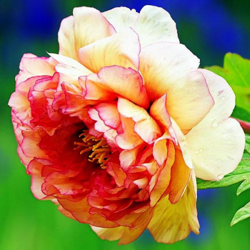 Пион Clouds of Colour (Клауд оф Калор) Пион Clouds of Colour (Клауд оф Калор)