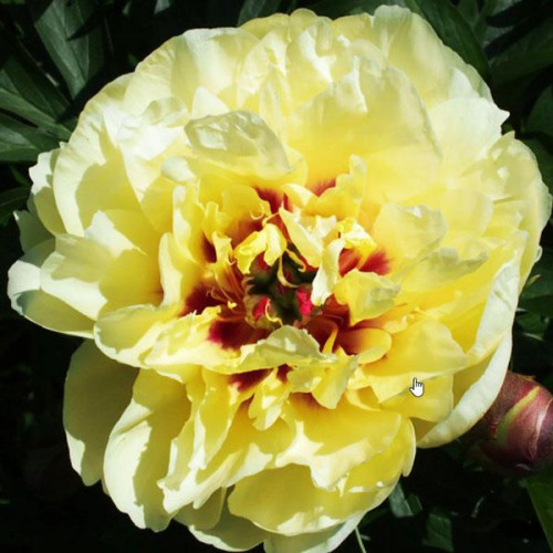 Пион Yellow Waterlilly (Йеллоу Уотерлили) Пион Yellow Waterlilly (Йеллоу Уотерлили)