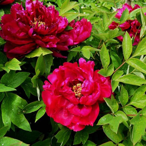 Пион Красный Гигант Пион Красный Гигант