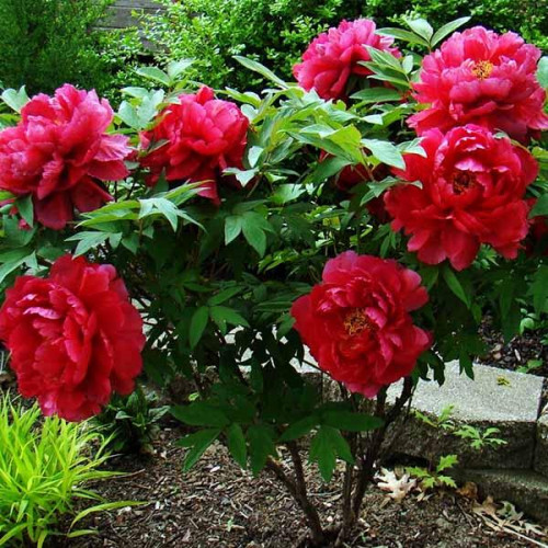 Пион Красный Гигант Пион Красный Гигант