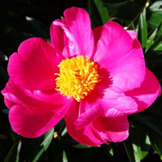 Пион Dancing Butterfly (Дансин Баттерфлай)