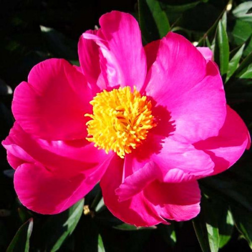 Пион Dancing Butterfly (Дансин Баттерфлай) Пион Dancing Butterfly (Дансин Баттерфлай)