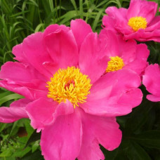 Пион Dancing Butterfly (Дансин Баттерфлай)