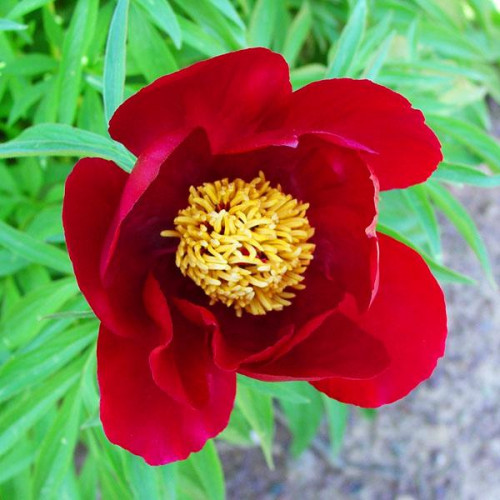 Пион Early Scout (Эрли Скаут) Пион Early Scout (Эрли Скаут)