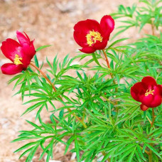 Пион Early Scout (Эрли Скаут)