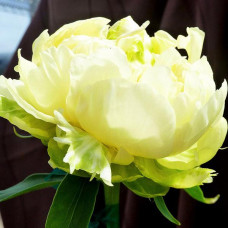 Пион Goldmine (Голдмайн)