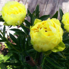 Пион Goldmine (Голдмайн)