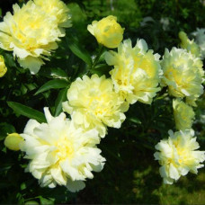 Пион Goldmine (Голдмайн)