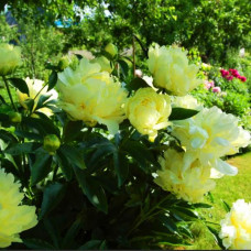 Пион Goldmine (Голдмайн)