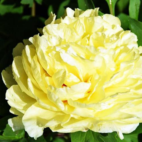 Пион Sonoma Yedo (Сонома Йедо) Пион Sonoma Yedo (Сонома Йедо)