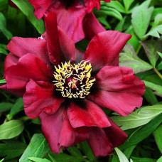 Пион Черный пират