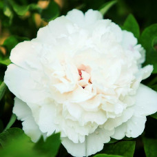 Пион Снежная Крепость