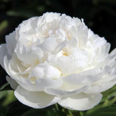 Пион Снежная Крепость