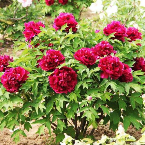 Пион Ночные Грезы Пион Ночные Грезы