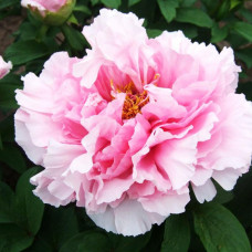 Пион Розовый Лотос