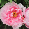 Пион Розовый Лотос Пион Розовый Лотос