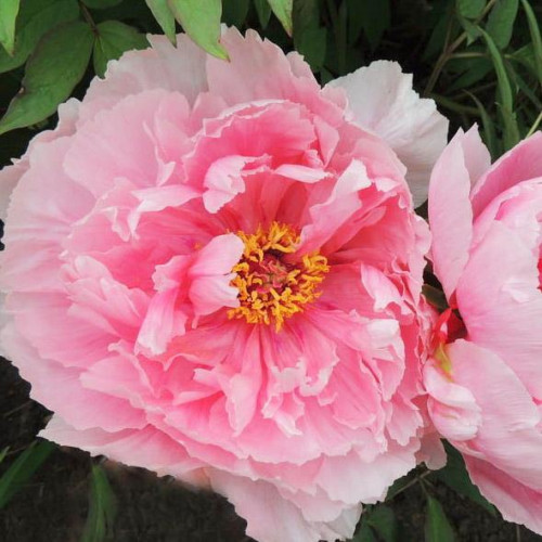 Пион Розовый Лотос Пион Розовый Лотос