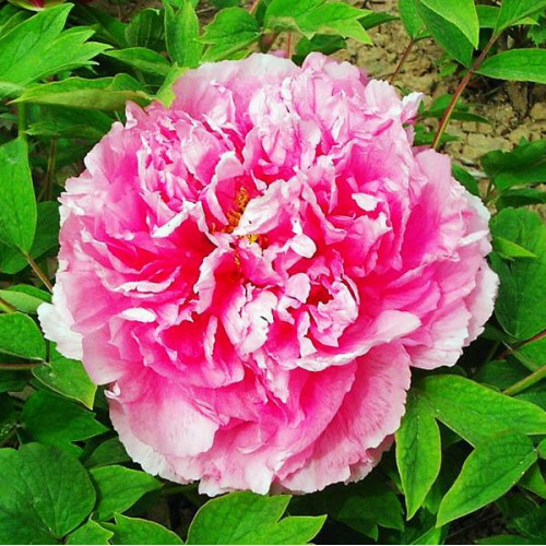 Пион Розовый Лотос Пион Розовый Лотос