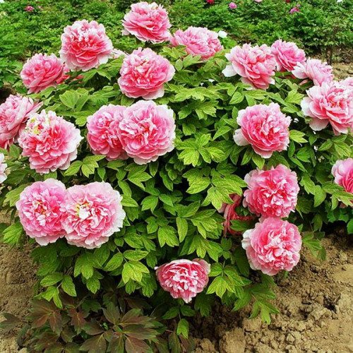 Пион Серебристый ручей Пион Серебристый ручей