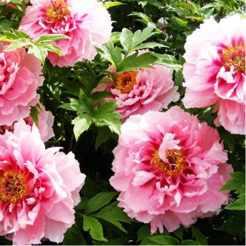 Пион Серебристый ручей Пион Серебристый ручей