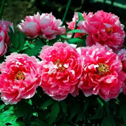 Пион Восход Пион Восход