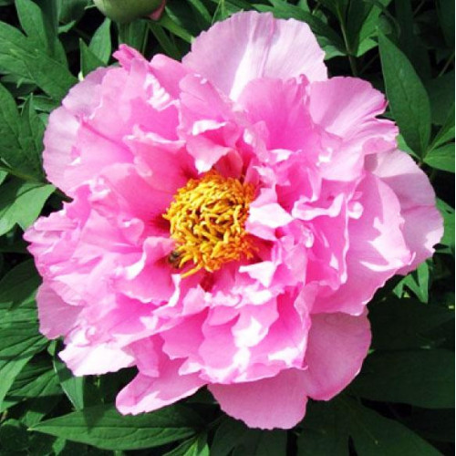 Пион Восход Пион Восход