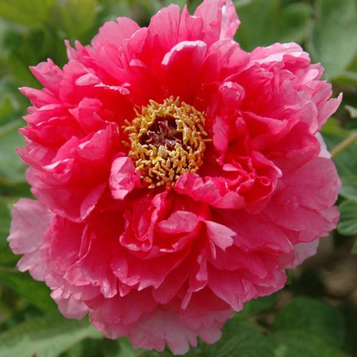 Пион Очаровательная Весна Пион Очаровательная Весна