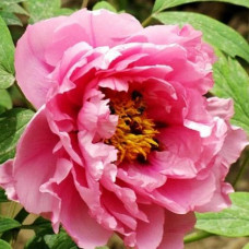 Пион Сияющий Букет