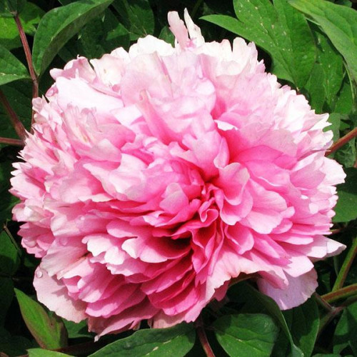 Пион Розовое облако Пион Розовое облако