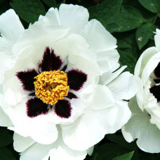 Пион Снежный лотос