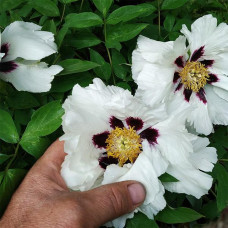 Пион Снежный лотос